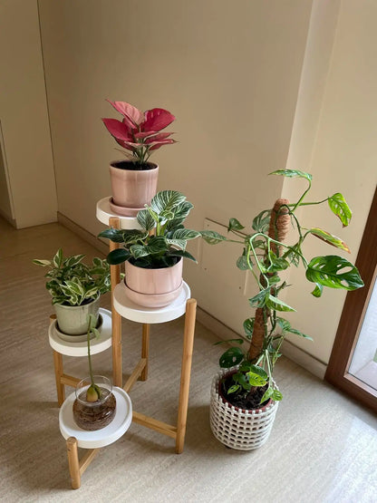 Display Shelf Stand Bamboo Plant Pot Holder